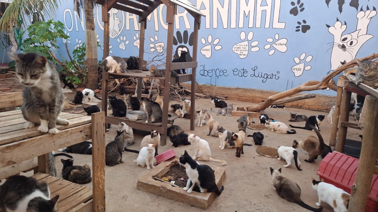 ONG Amor Animal - Resgate e Adoção de Animais